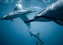 彩票合买-字母哥钦定！雄鹿选帅锁定阿德里安·格里芬